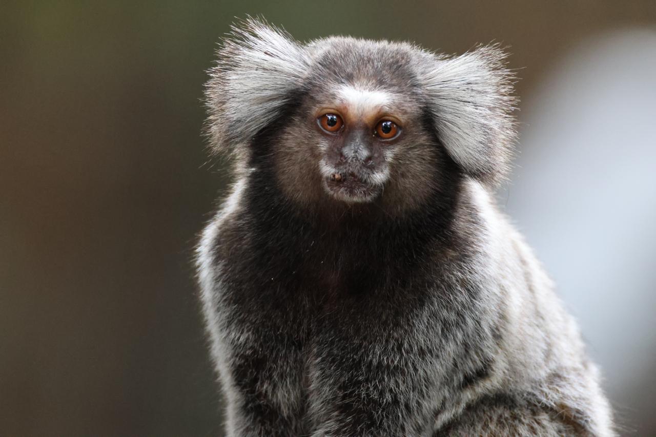 Sagui-de-tufos-brancos
