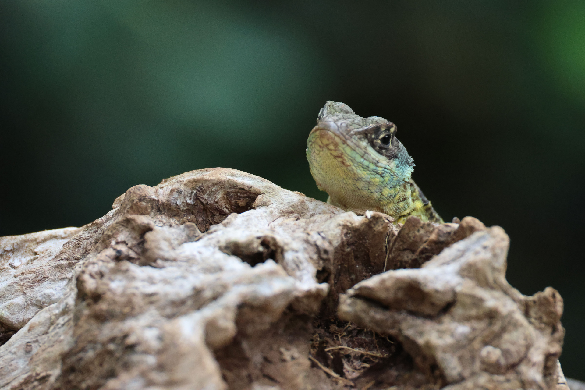 Calango-verde (Enyalius spp.)