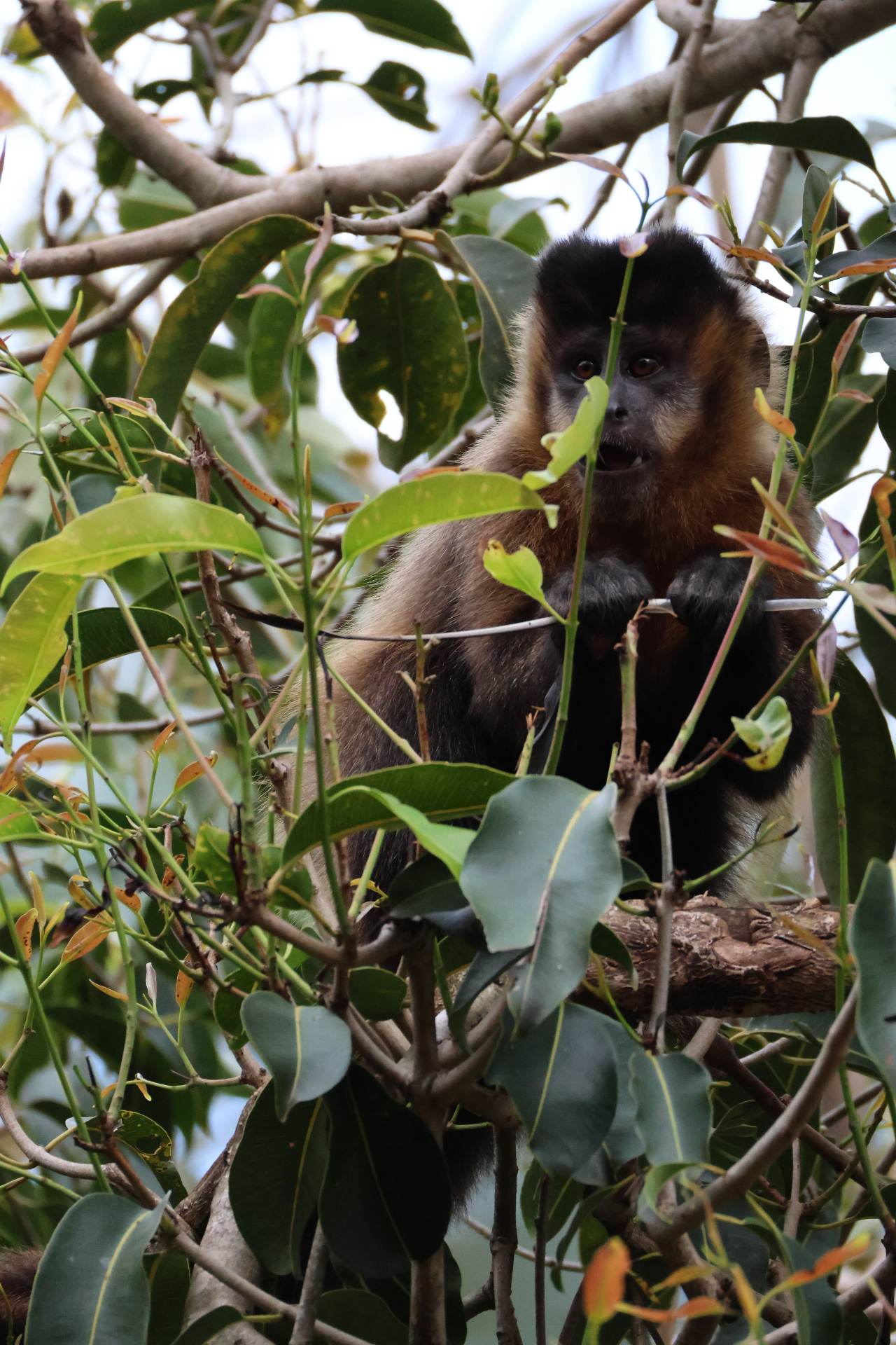 Macaco-prego (Sapajus nigritus)